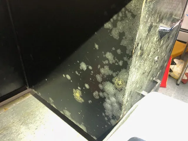 Mold On Metal Cabinet