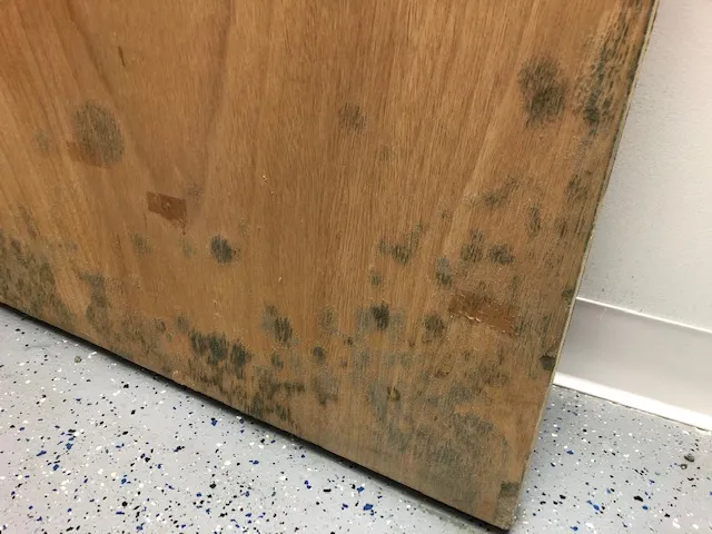 Mold On Wooden Door